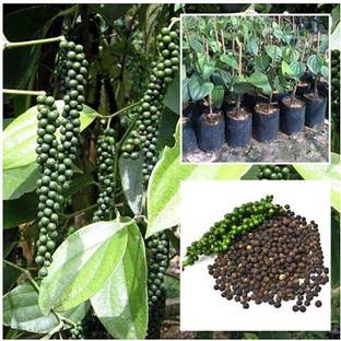 saraswati traders Black Pepper Plant