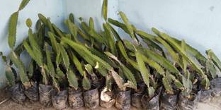 greenhousestore Dragon Tree