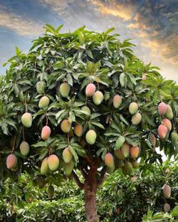 AloGardening Mango Plant