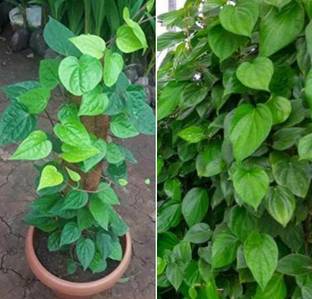 PB हनी प्रिया प्लांट सुपारी का पौधा पौधा
