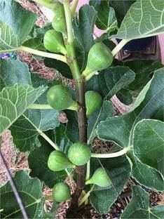 MAITRA AND SONS Gular/Cluster Fig Plant
