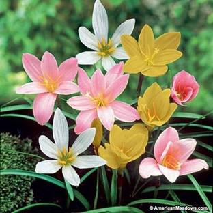 Tigress Lily Plant