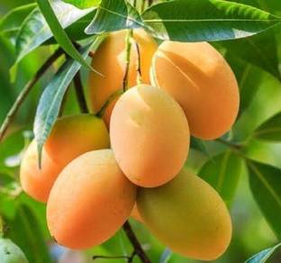 Khushi Prova Mango Plant
