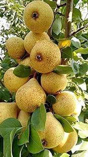 GreenLife Pear Plant