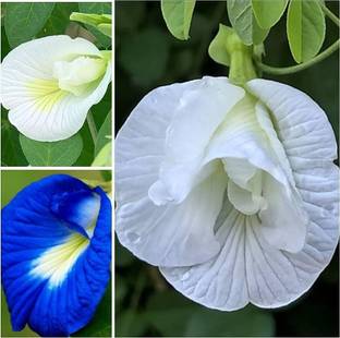 जुई 3 मिक्स कलर अपराजिता, एशियन पिजनविंग्स, नीलकंठा फ्लावर बीज