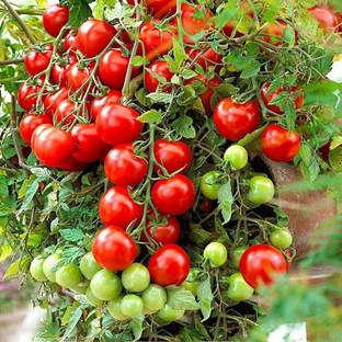 Qualtivate Tomatoes Seed