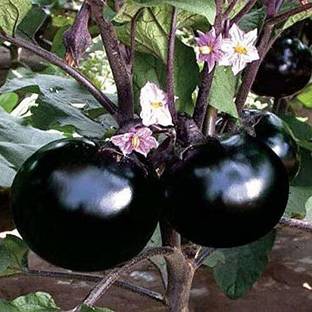 KANAYA Brinjal Big Gajraj Seed