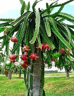 wequality Red Dragon fruit seeds for home plant 100% germinate Seed