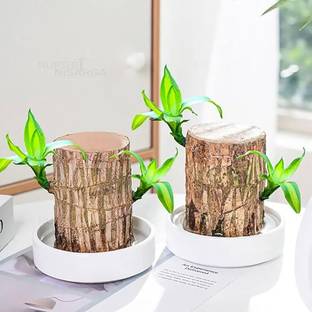 ibains Brajilian wood plant 1 PC Seed