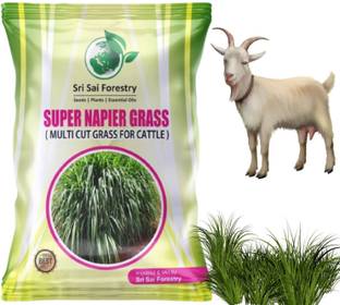 SRI SAI FORESTRY Super Napier Grass Seeds Hybrid Fodder, Multi Cut Grass Seed