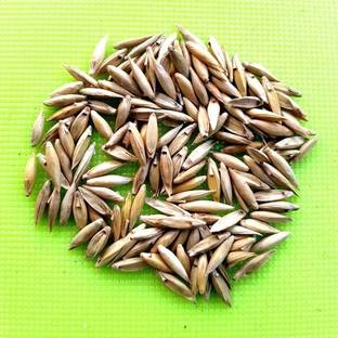 GREENSEA Lucky Bamboo Seed