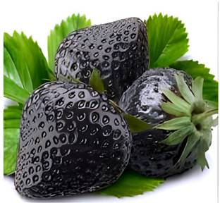 SHYAM Nice Looking Black Strawberry Fruit Tree Plant. Seed