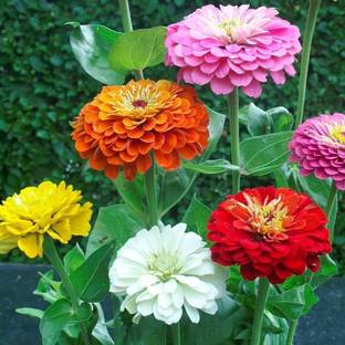EcoFusion Zinnia Flower Seeds ,Pack of 32 Seed