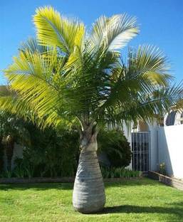 SUAA Bottle palm plant seeds Seed