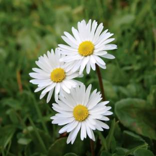 GARDENIFY INDIA GARDENIFY INIDA F1 HYBRID DAISY: COLORFUL BLOOMS DAISY PLANT & SEEDS Seed