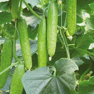 BSARKAR monsoon Cucumber seed for SUMMER Cucumber, Gherkin, Timun, Mentimun Seed