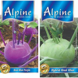 ALPINE HYBRID SEEDS KNOL KHOL PURPLE, HYBRID KNOL KHOL Seed