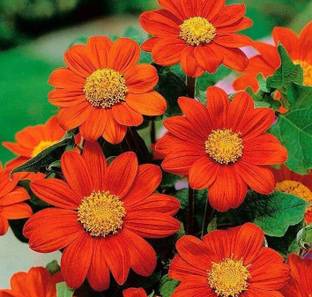 bella Tithonia Flower Seeds Seed