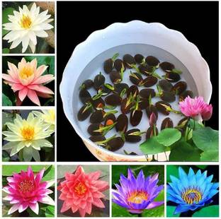Arshiayat japanese premium lotus flower seeds Seed