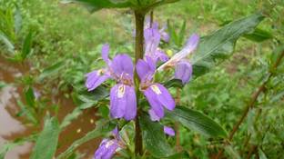 फैबी तल्माखाना, ताल मखाना, कोकीलक्षा, एस्ट्राकैंठा लोंगीफोलिया प्लांट बीज