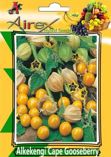 Airex Alkekengi Cape Gooseberry Summer Fruit Seed (1 Packet Of Alkekengi Cape Gooseberry) Pack Of 10 Seed * 1 Per Packet Seed