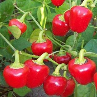 KUSH Queen Chilli Very Hot) Seed