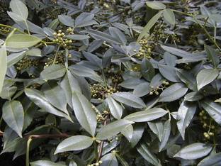 Faabiie Tumbru, Tomar, Timur, Tomru, Nepali Dhania, Zanthoxylum Alatum Plant Seed
