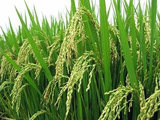 STOKIYA PUSA BASMATI - Sugandha 5 Dhan VARIETY PADDY / RICE 10 KG SEEDS Seed