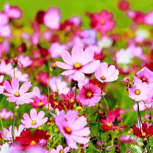 ibains Cosmos flower plant seed Seed