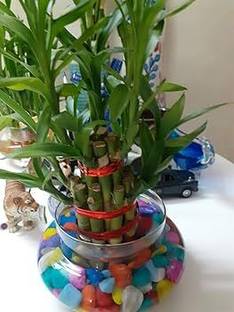 GREENSEA Lucky Bamboo Seed