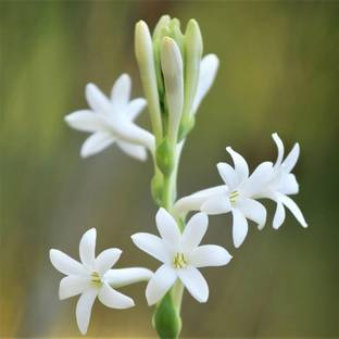 GREENSEA Tuberose Flower Seed
