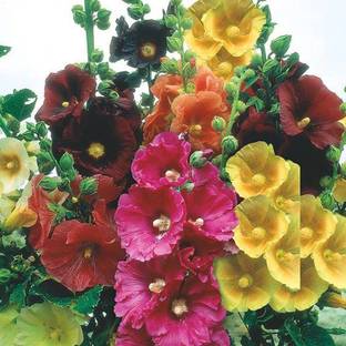 KANAYA Hollyhock Hybrid Flower Seed
