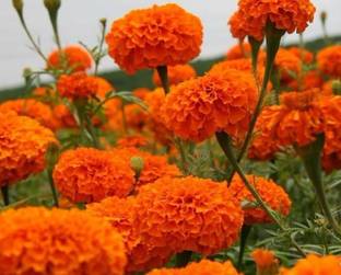 PEDPOUDHE Marigold Seed