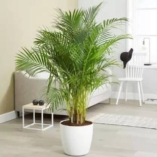 SUAA areca plam Seed