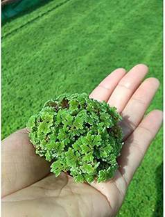 BHUSAN Azola seeds for plant,ajolla seeds for plant/azolla seeds 680 Seed