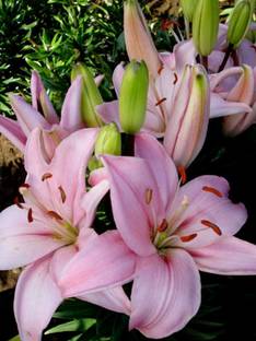 zabbus Asiatic Lily Pink Flower Bulbs Imported Flower Bulbs for Winter Season Seed