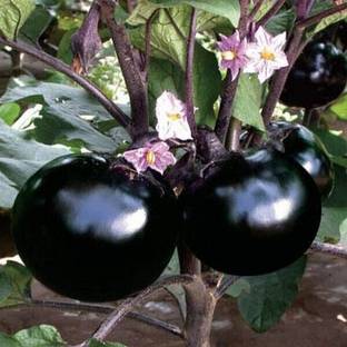 KANISHQ Brinjal Seed