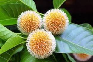 V Seed kadamb tree seed, krishna tree seed Seed