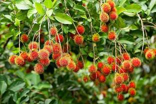 Bijaya Online Store Rambutan/Nephelium Seed Seed