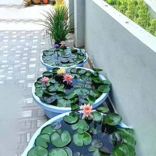 jkfarm Lotus, Kamal Flower Seed