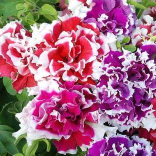 BHUSAN Petunia seeds mix colour hybrid/Petunia seed 90 Seed