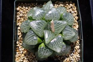 Srushtitraders Succulent - Haworthia truncata 'Hiroshige' variegated Seed