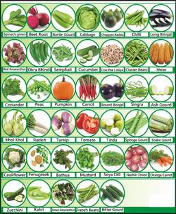 Morbih 40 Varieties of Vegetable Seeds Combo Pack Seed
