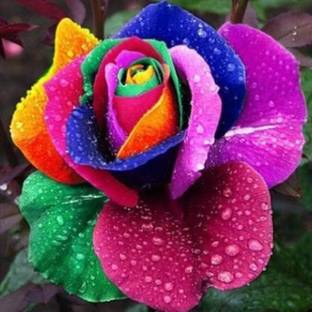 BHUSAN Rainbow rose flower plant Seed