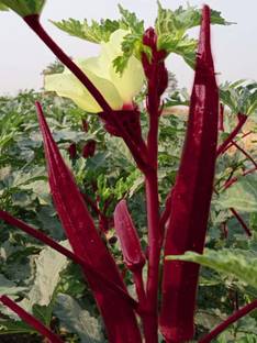 Arshiayat Lady Finger Seed Seed