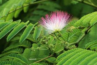 Faabiie Lajwanti Lajvanti, Chui Mui, Mimosa Pudica Plant Seed