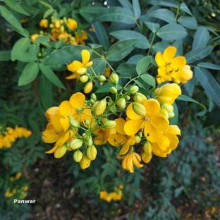 Faabiie Chakramarda Seeds Seed