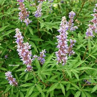 Faabiie Nirgundi, Sambhalu, Chaste, Nirgund, Vitex Negundo Plant Seed