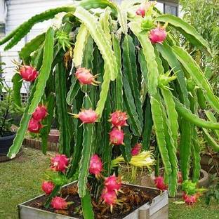 Rani Galleria Red Dragon fruit seeds for home plant Seed