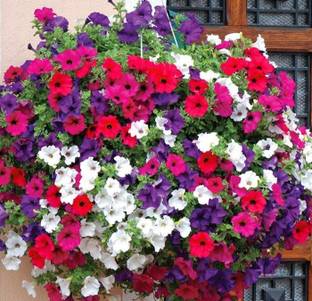 rmd Petunia Mixed Seed